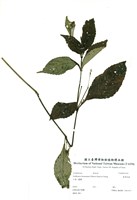 藏品(臺灣馬藍)的圖片